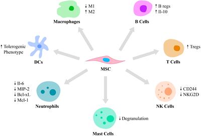 Frontiers | Recent Advances To Enhance The Immunomodulatory Potential ...